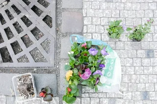 Exchanging cigarette butts for flower beds in Prague