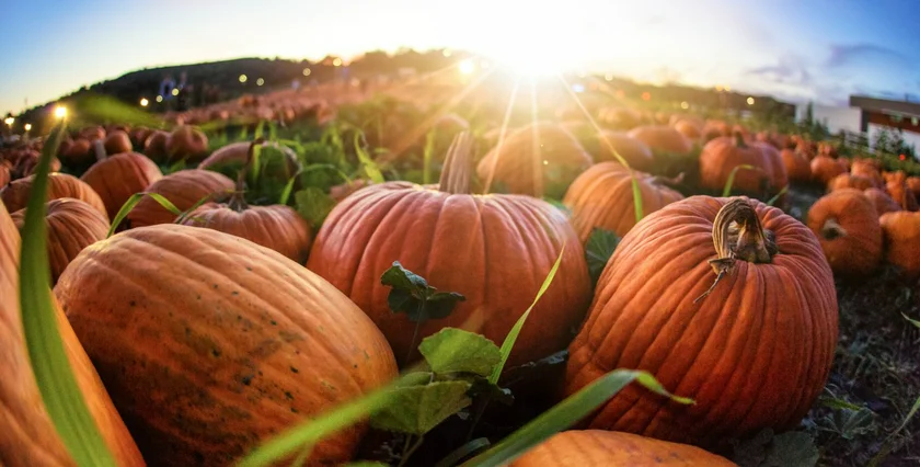 Pumpkin patch / iStock photo @ChrisLPhotography